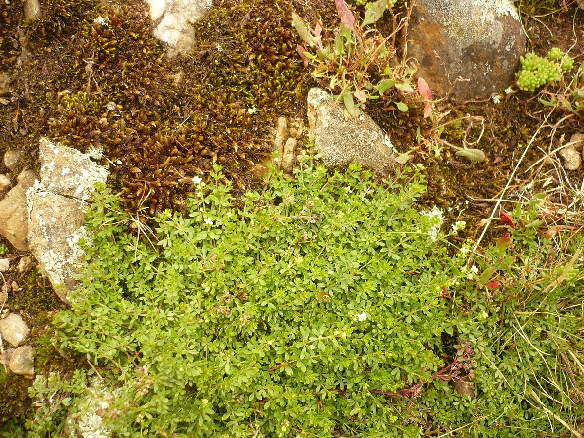 Galium saxatile (Rubiaceae)